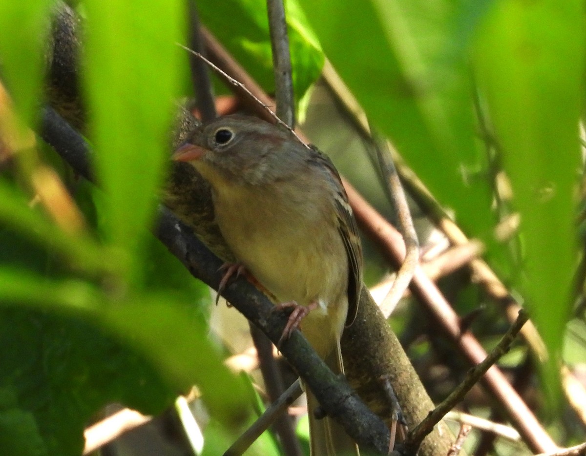 Field Sparrow - ML643362061