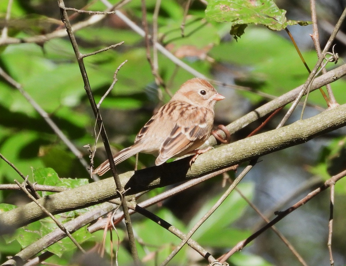 Field Sparrow - ML643362063