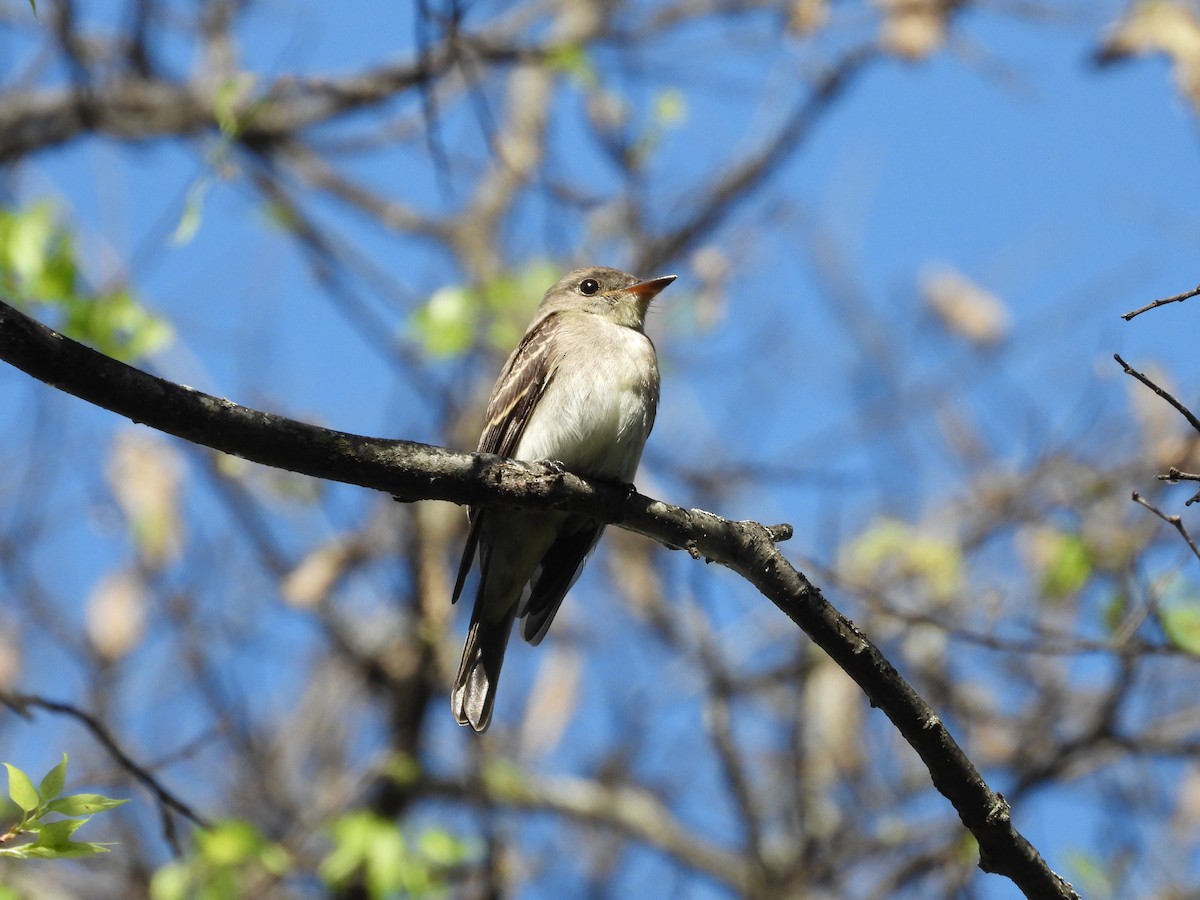 Eastern Wood-Pewee - ML643362084