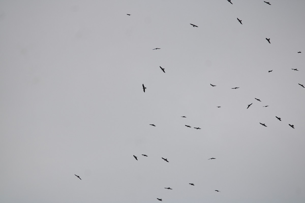 Mississippi Kite - ML643362085