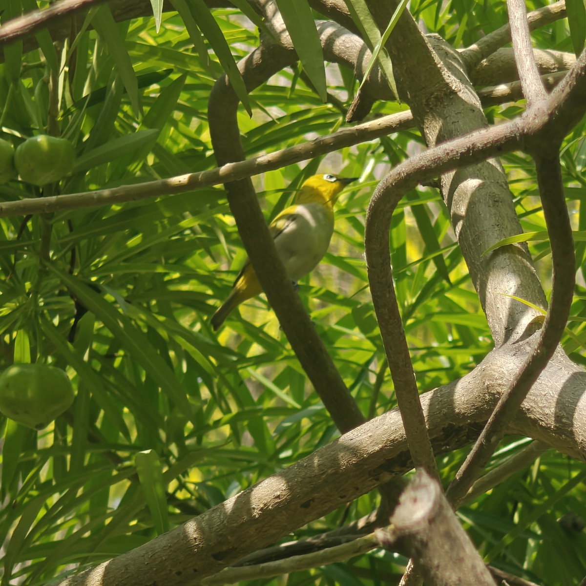 Indian White-eye - ML643362093