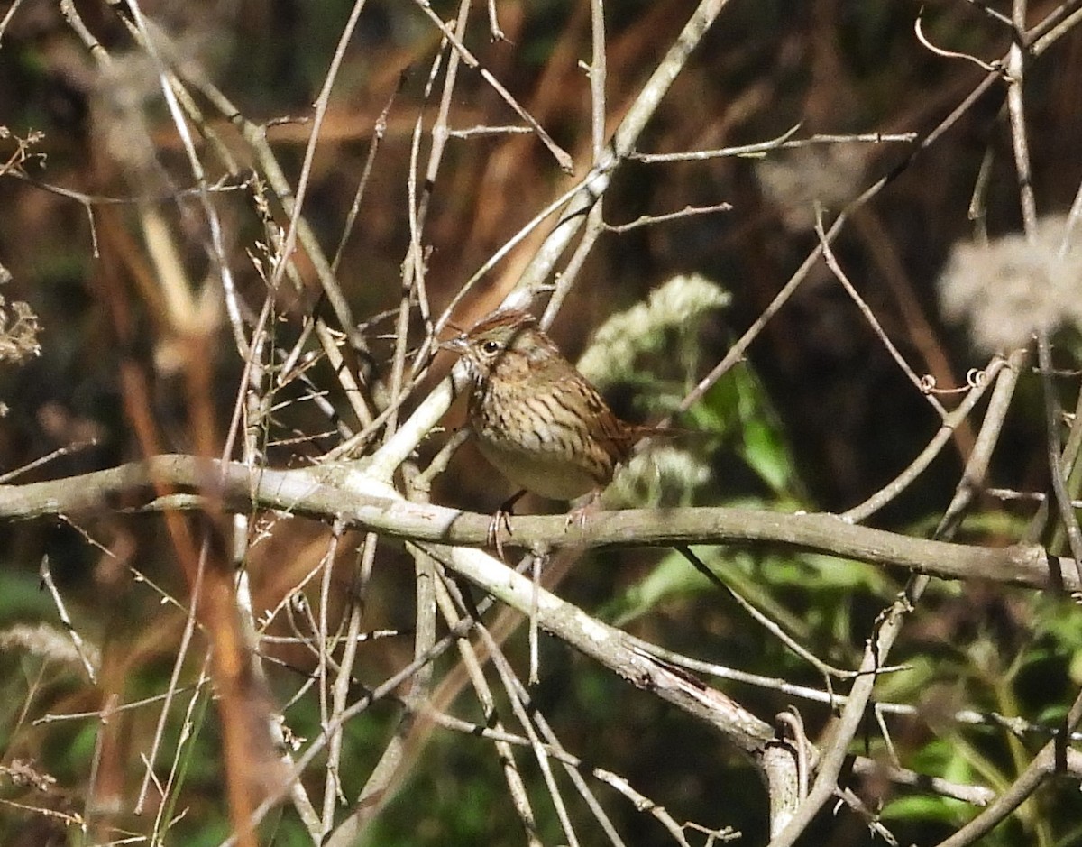 Lincoln's Sparrow - ML643362095