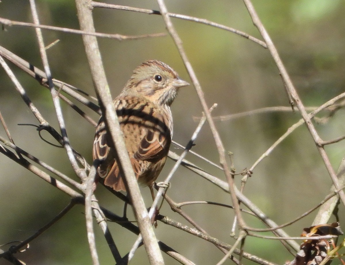 Lincoln's Sparrow - ML643362096