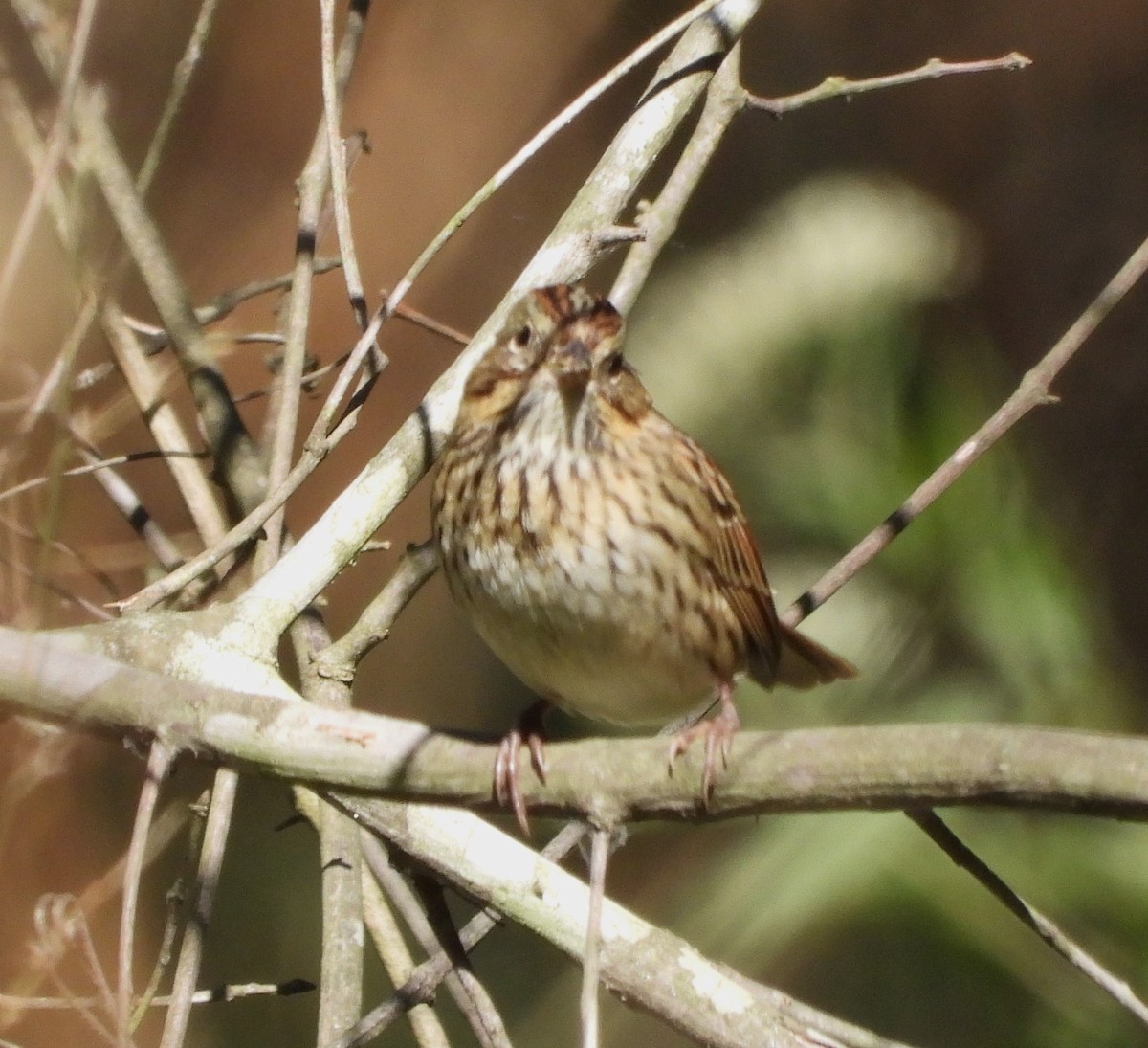 Lincoln's Sparrow - ML643362098