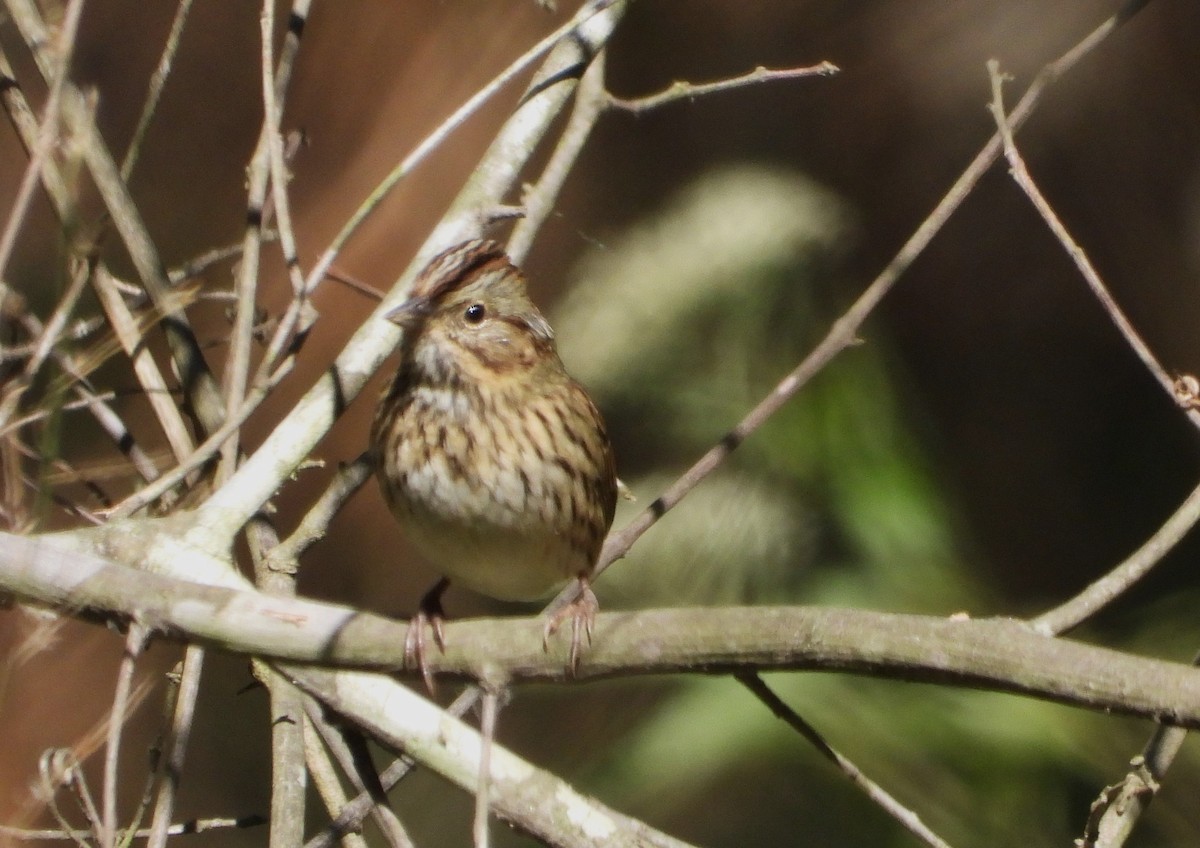 Lincoln's Sparrow - ML643362099
