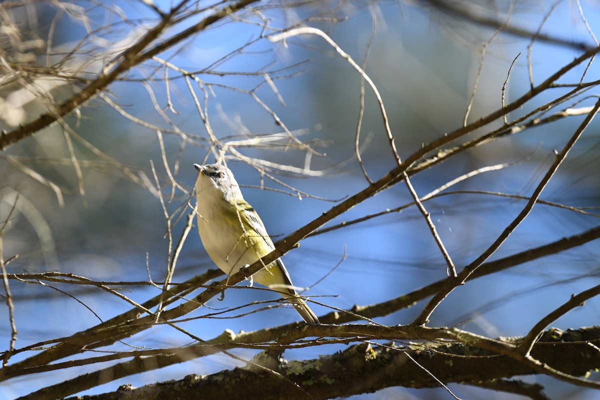 Blue-headed Vireo - ML643362104