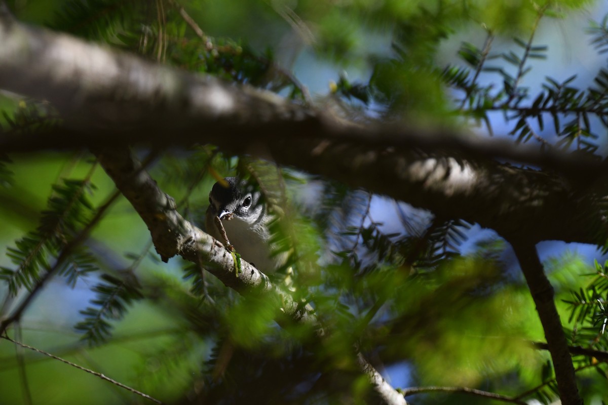 Blue-headed Vireo - ML643362109