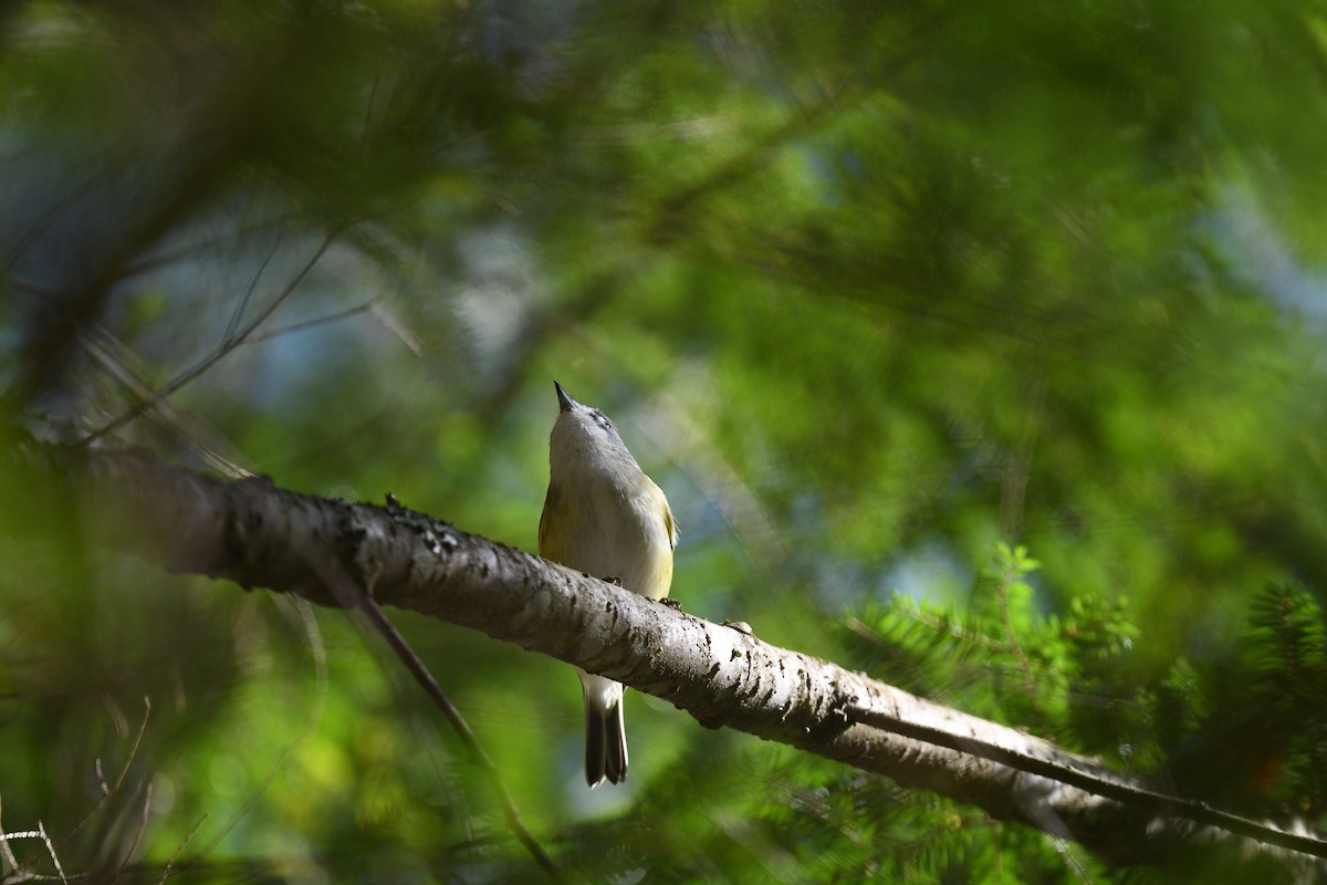 Blue-headed Vireo - ML643362129
