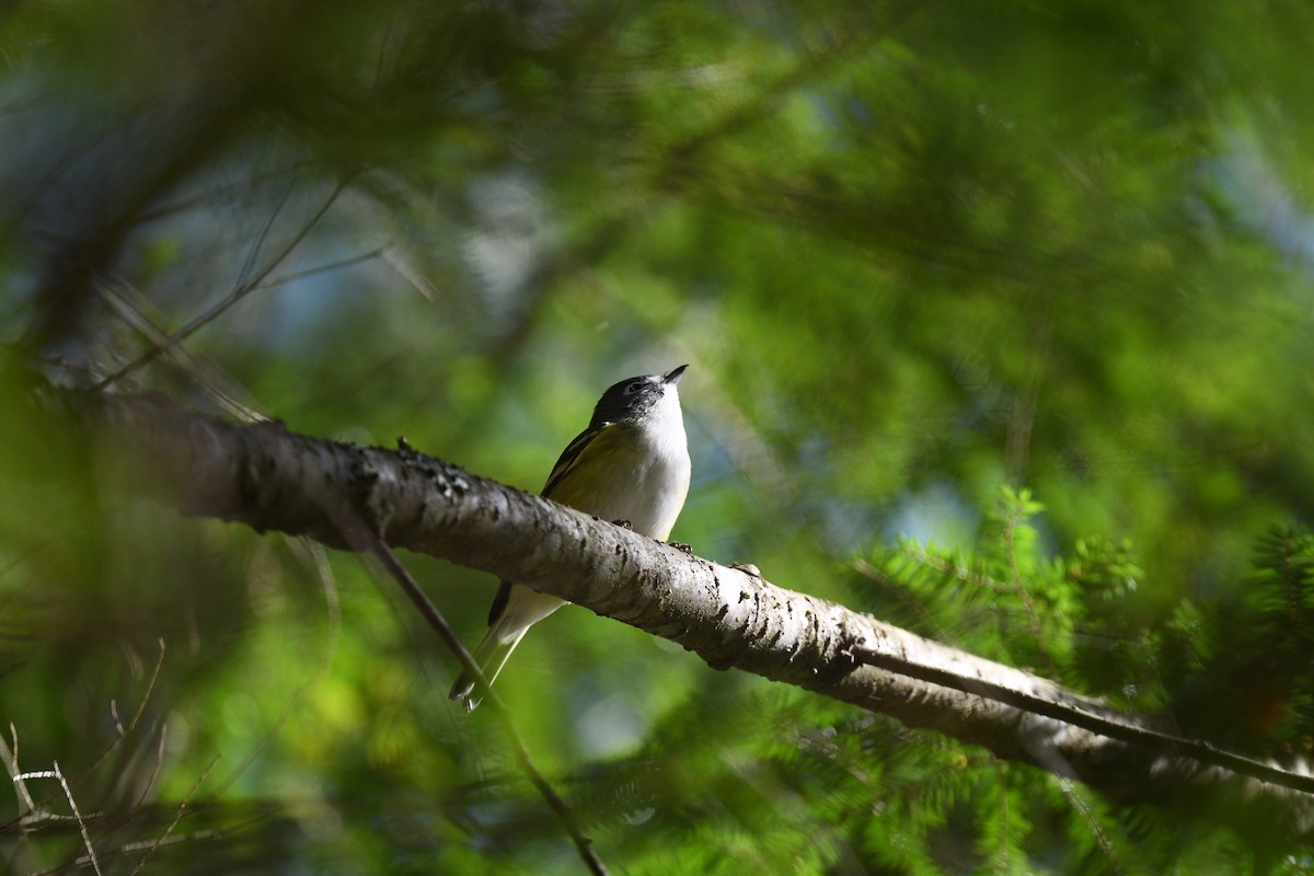 Blue-headed Vireo - ML643362130