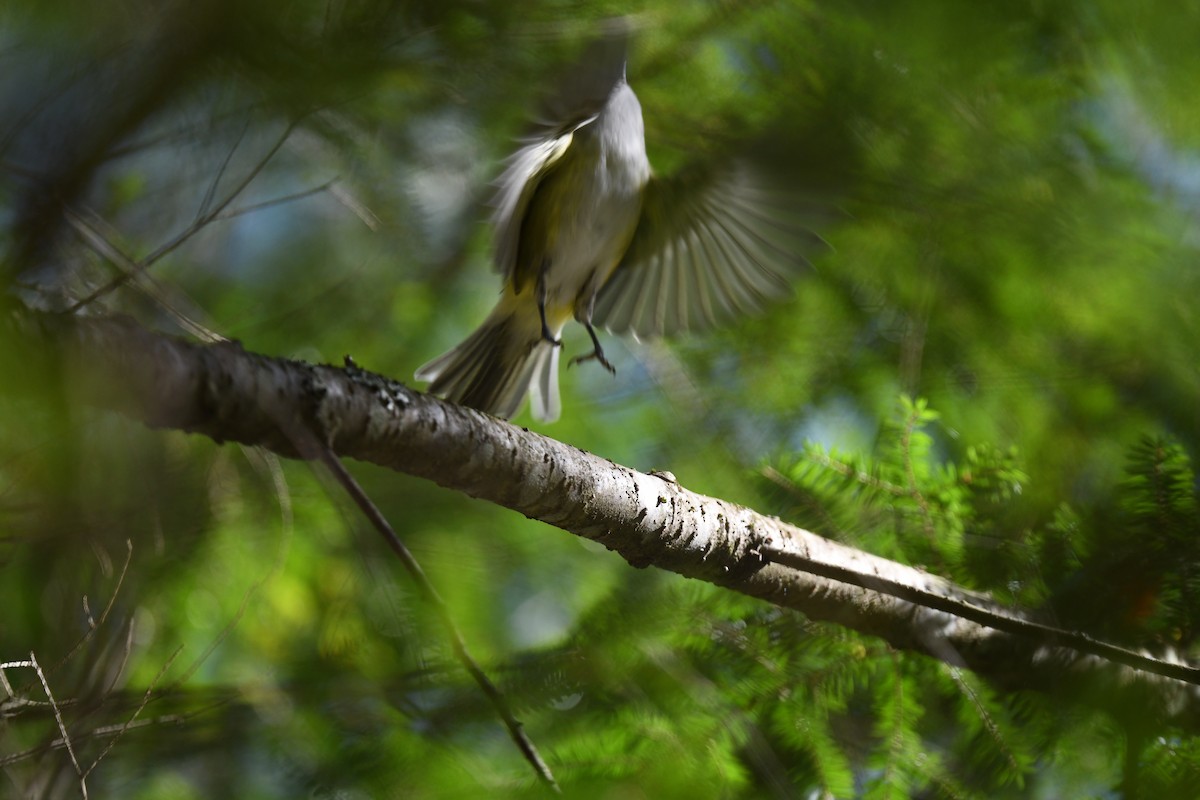 Blue-headed Vireo - ML643362135