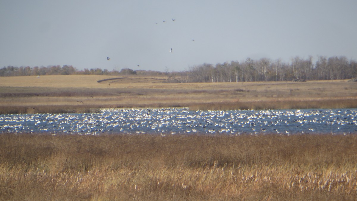 Snow Goose - ML643362136