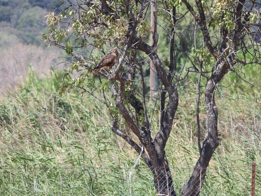 Poiana - ML643362138