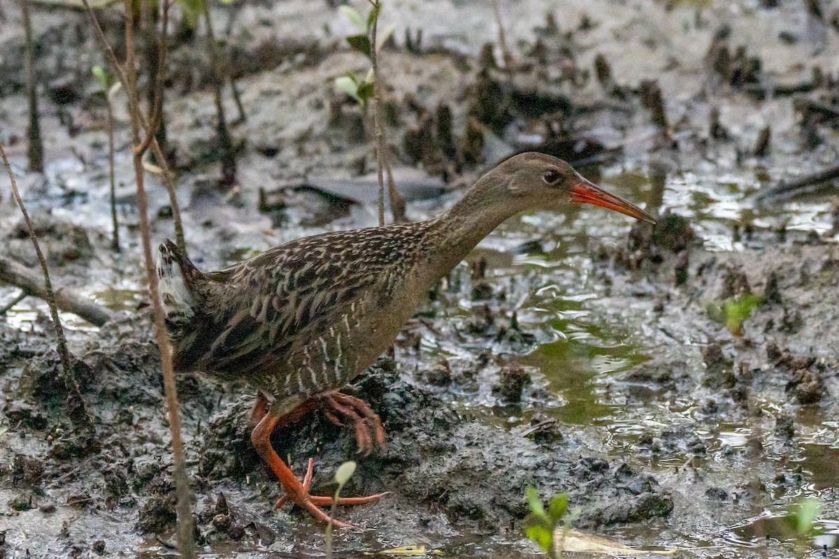 Mangrove Rail - ML643362140