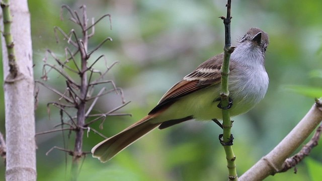 Nutting's Flycatcher (Nutting's) - ML643362151
