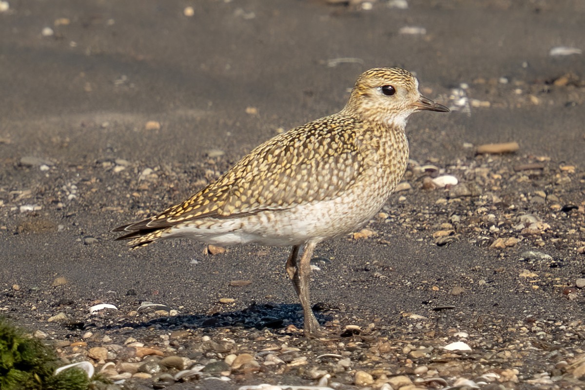 European Golden-Plover - ML643362164