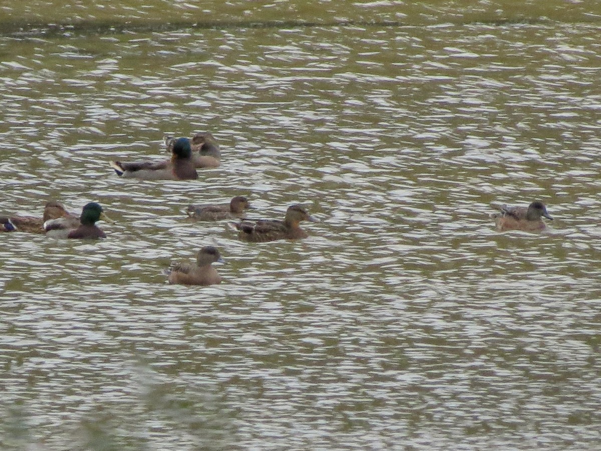 American Wigeon - ML643362168