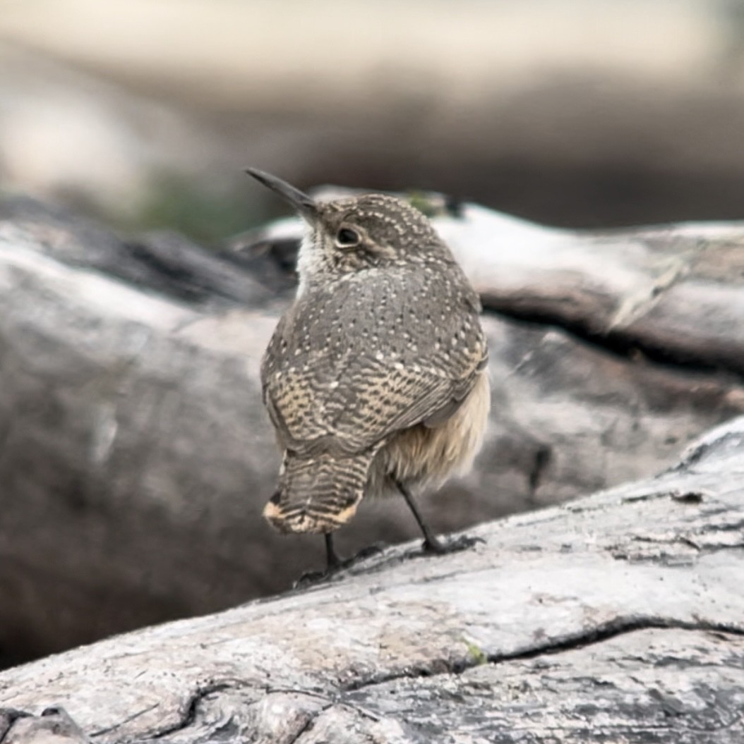 Rock Wren - ML643362174