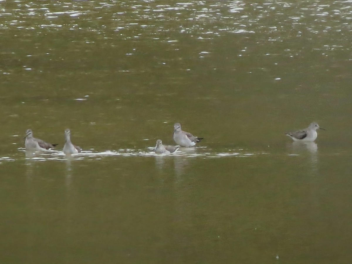 Stilt Sandpiper - ML643362182