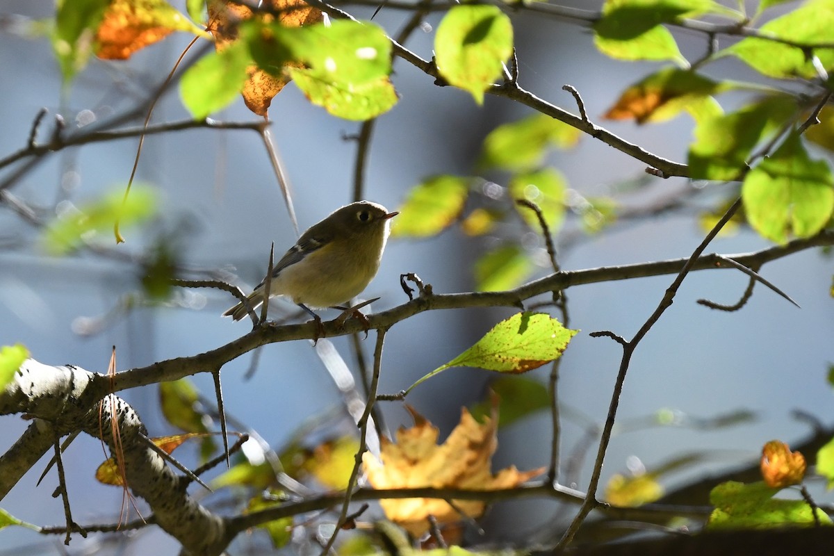 Ruby-crowned Kinglet - ML643362196
