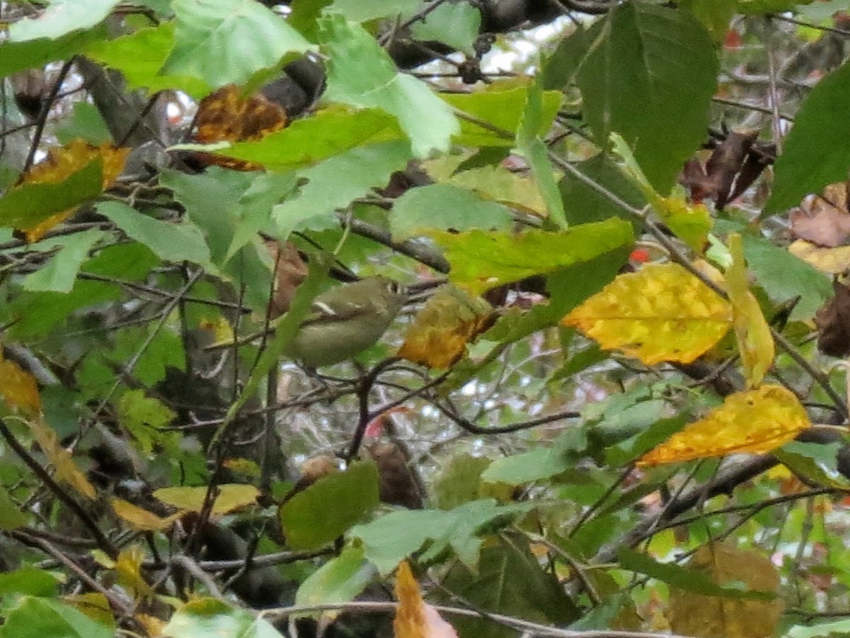 Ruby-crowned Kinglet - ML643362198