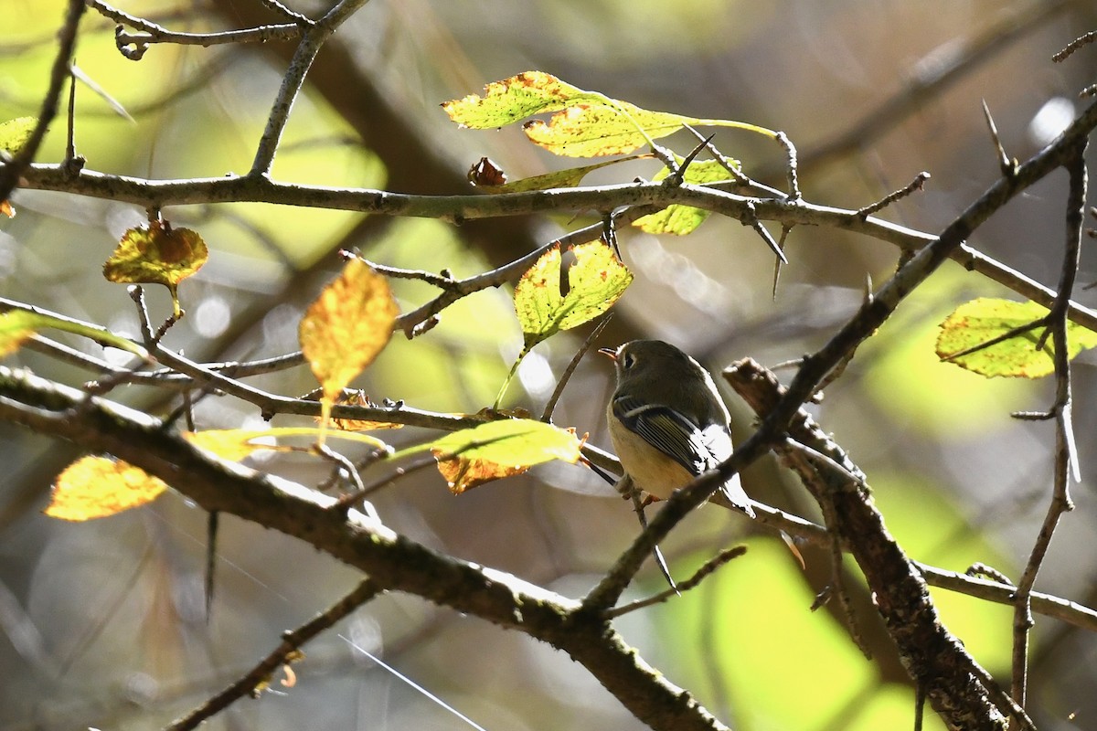 Ruby-crowned Kinglet - ML643362204