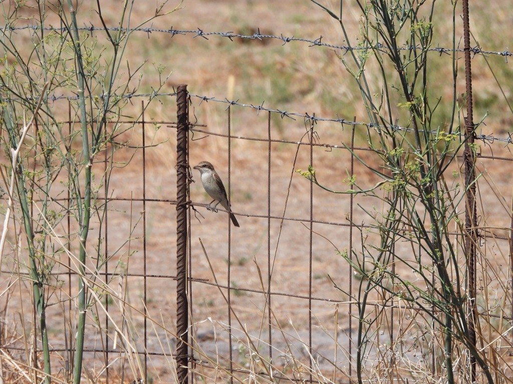 Averla piccola - ML643362233