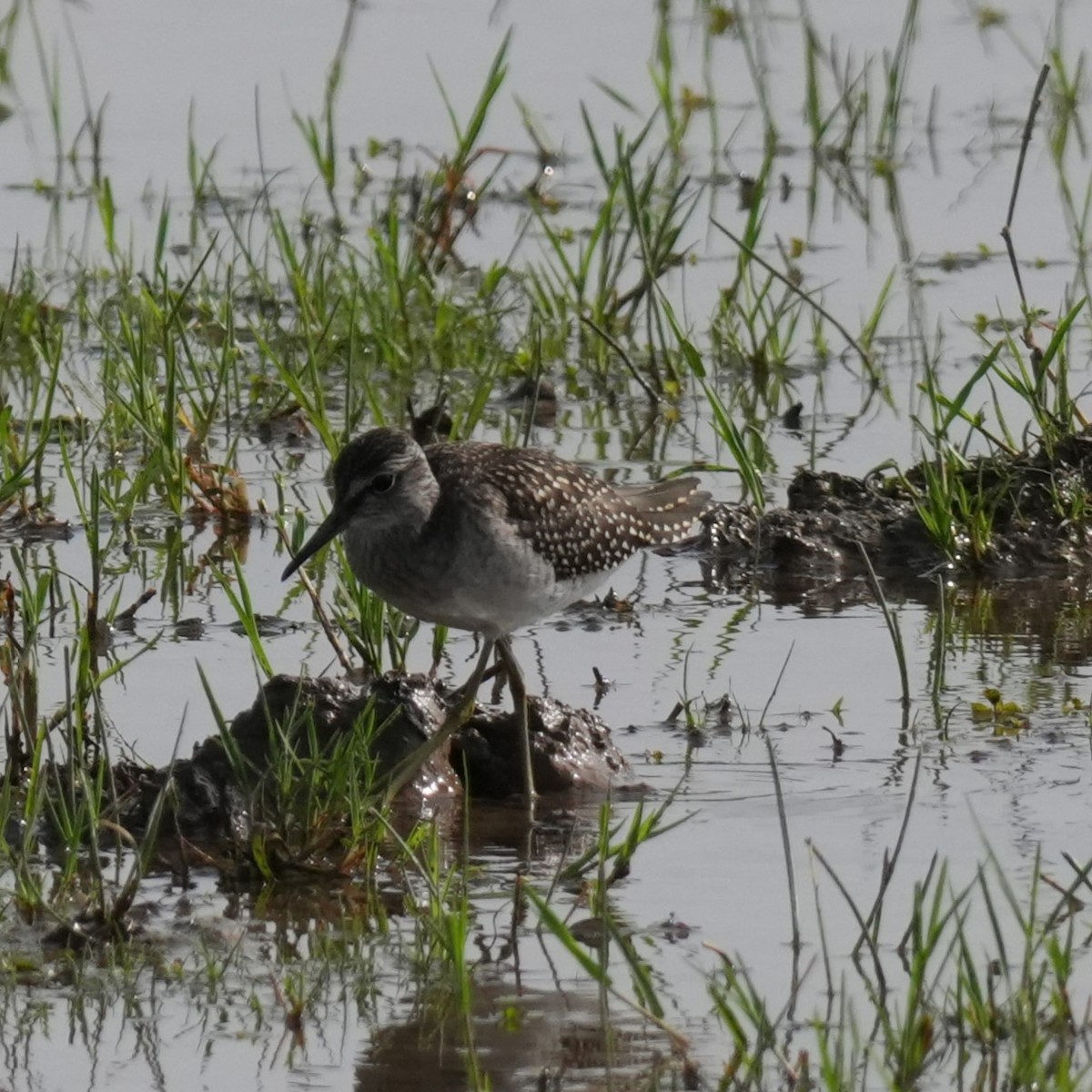 Шугуйн хөгчүү - ML643362234