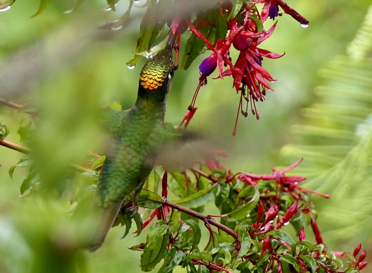 Colibrí Austral - ML643362235