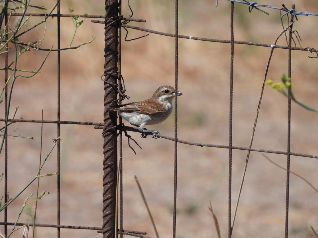 Averla piccola - ML643362236