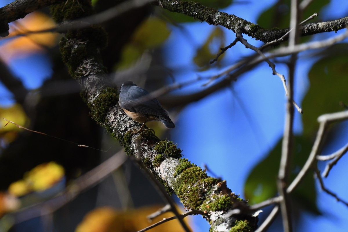 Red-breasted Nuthatch - ML643362237