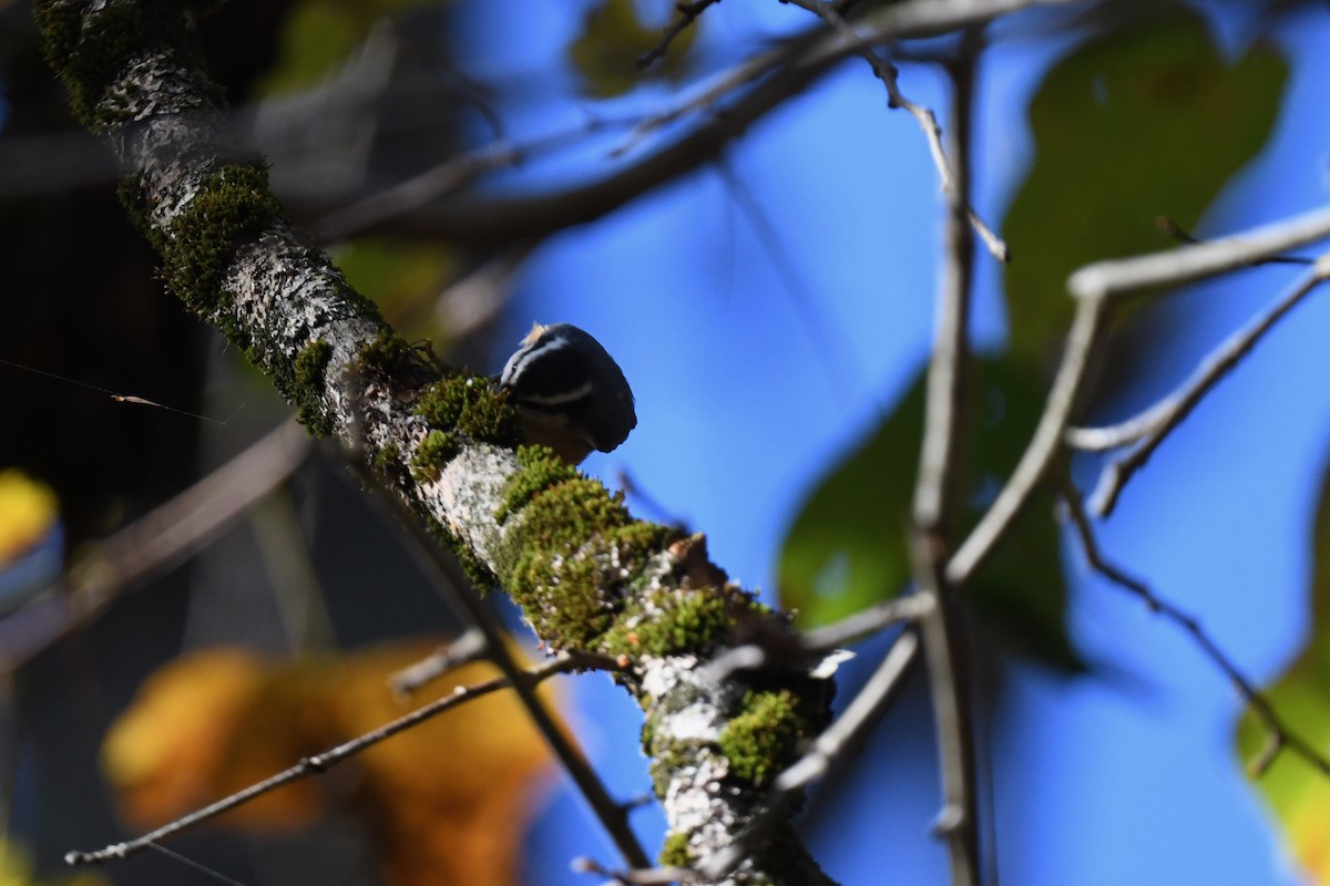 Red-breasted Nuthatch - ML643362242