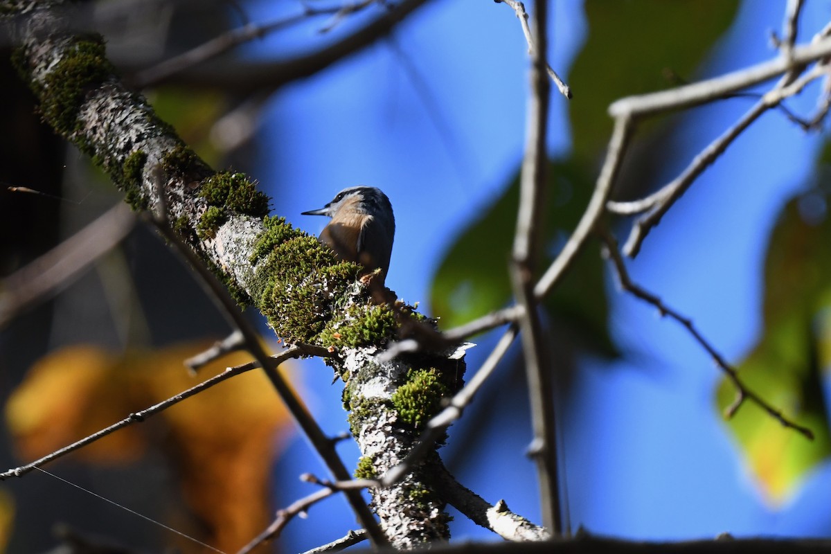 Red-breasted Nuthatch - ML643362244