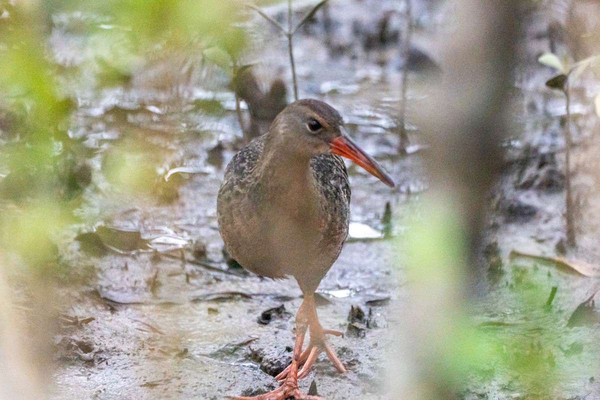 Mangrove Rail - ML643362246