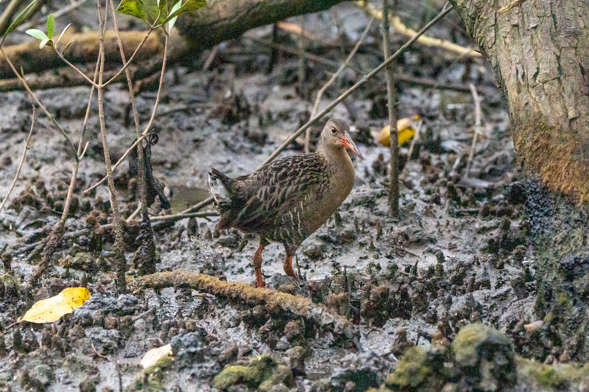 Mangrove Rail - ML643362247