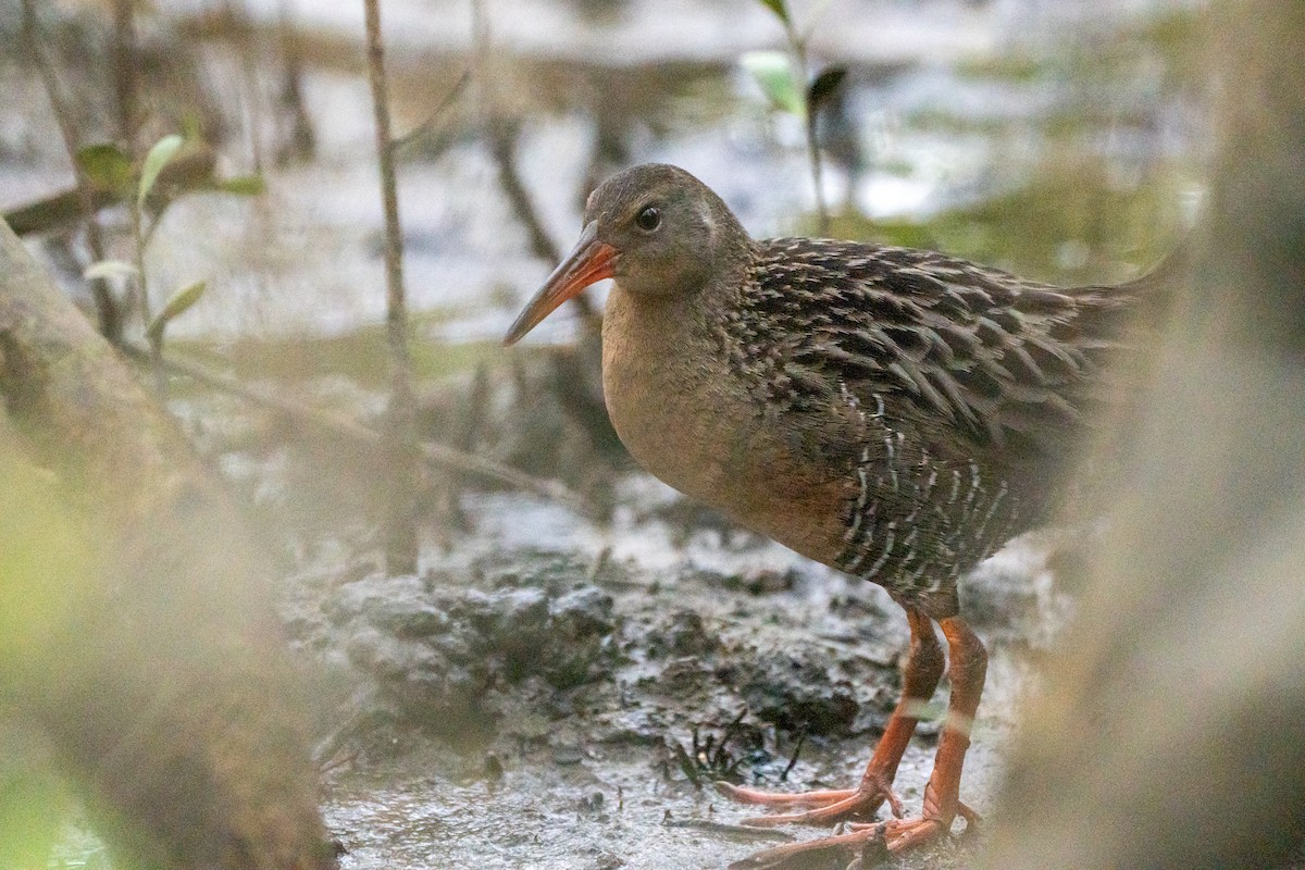 Mangrove Rail - ML643362248