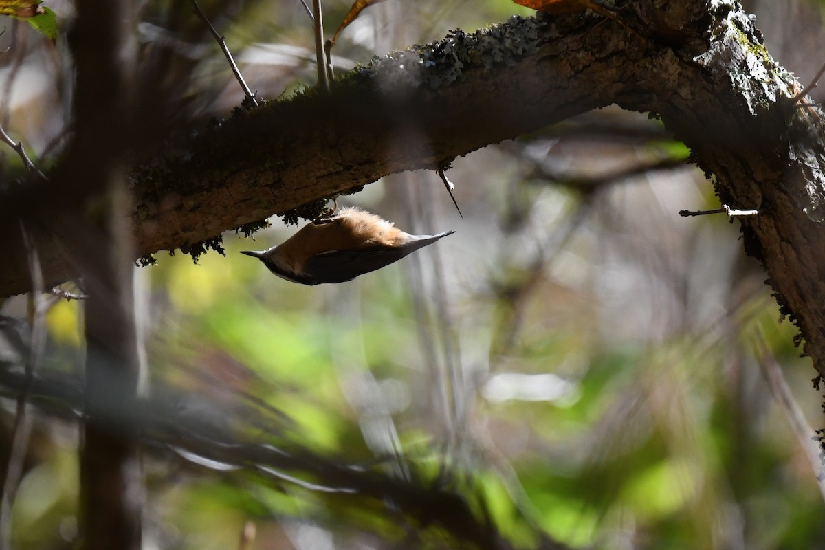 Red-breasted Nuthatch - ML643362253