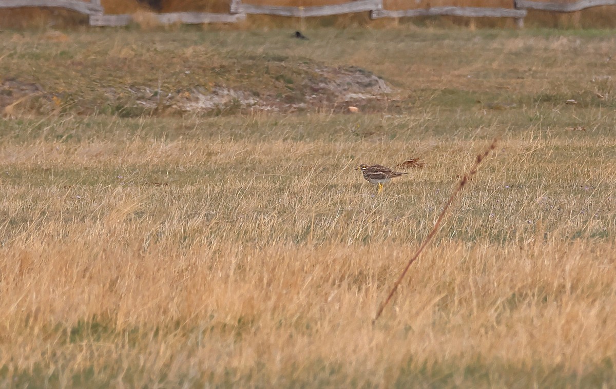 Eurasian Thick-knee - ML643362258