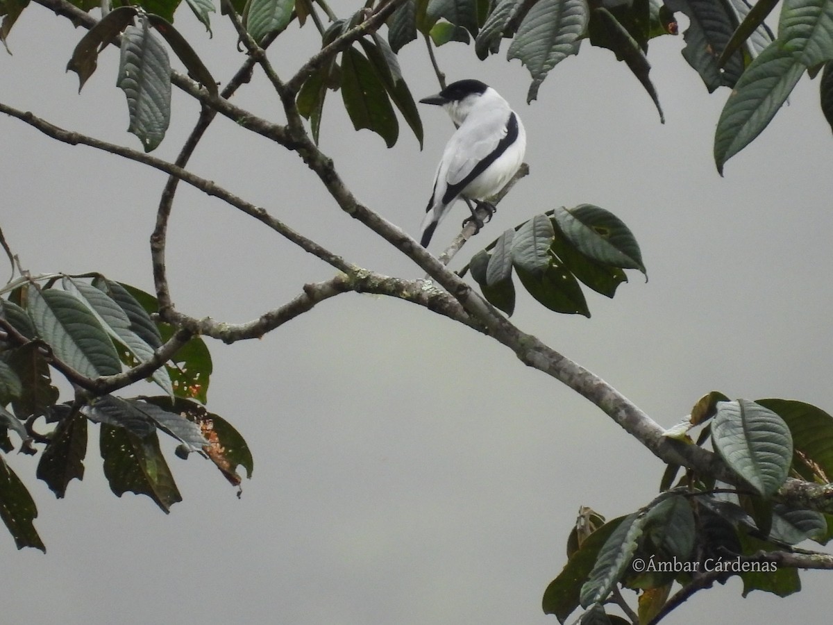 Black-crowned Tityra - ML643362270