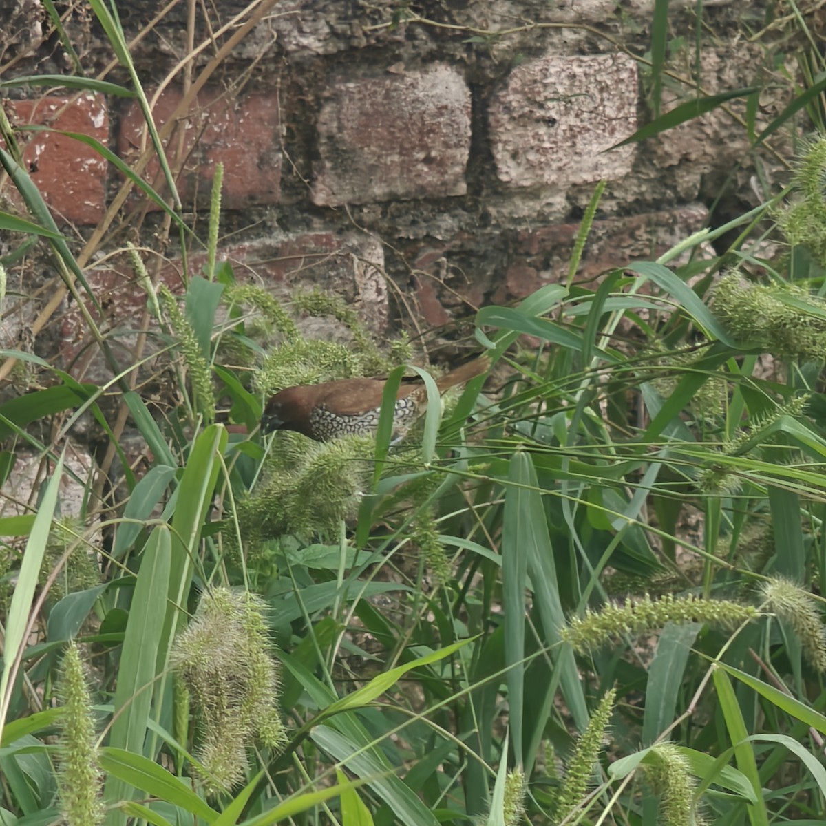 Scaly-breasted Munia - ML643362296