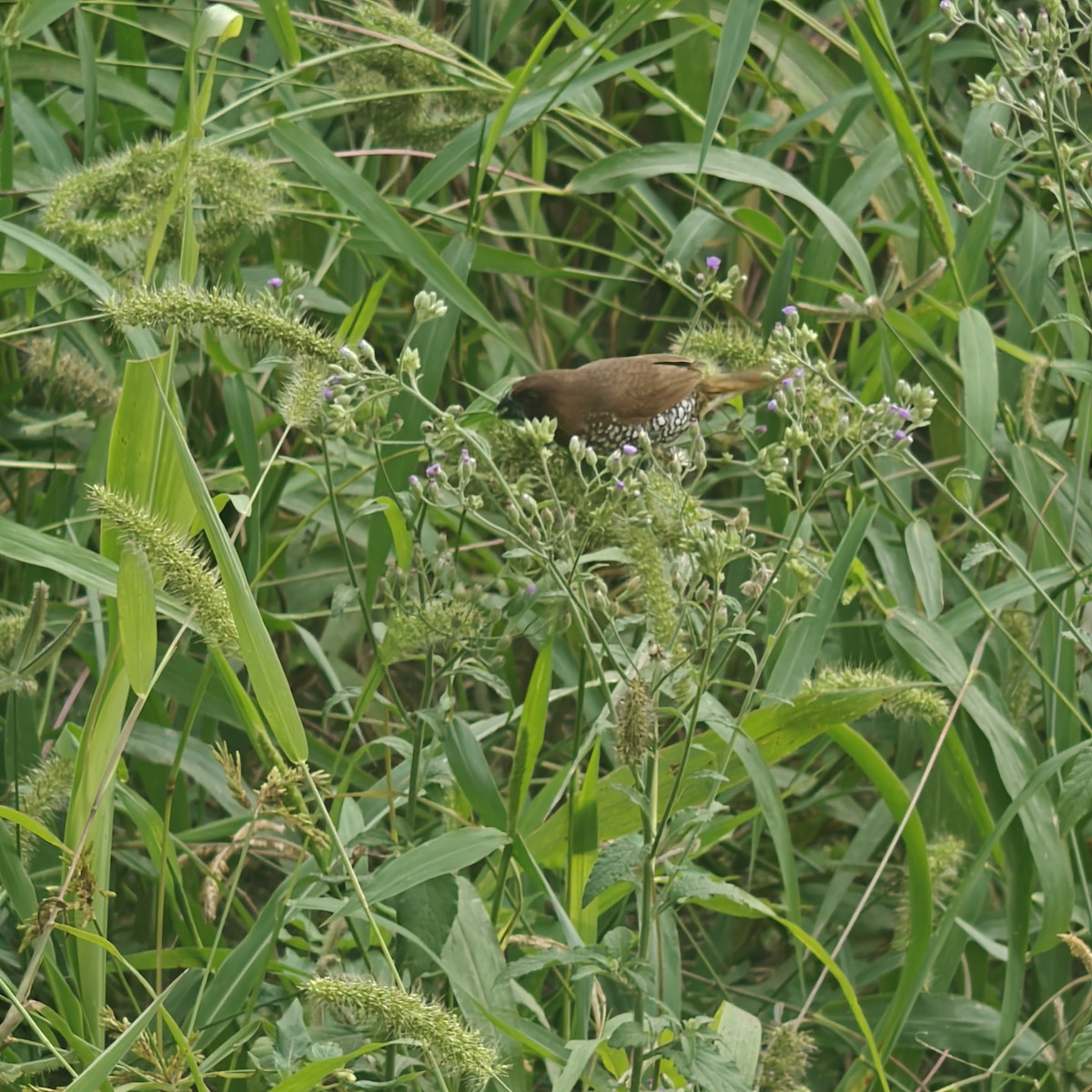 Scaly-breasted Munia - ML643362297