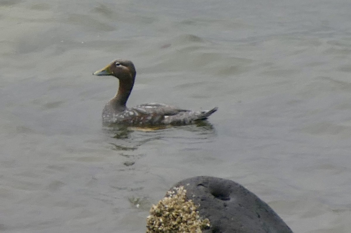 Flightless Steamer-Duck - ML643362325