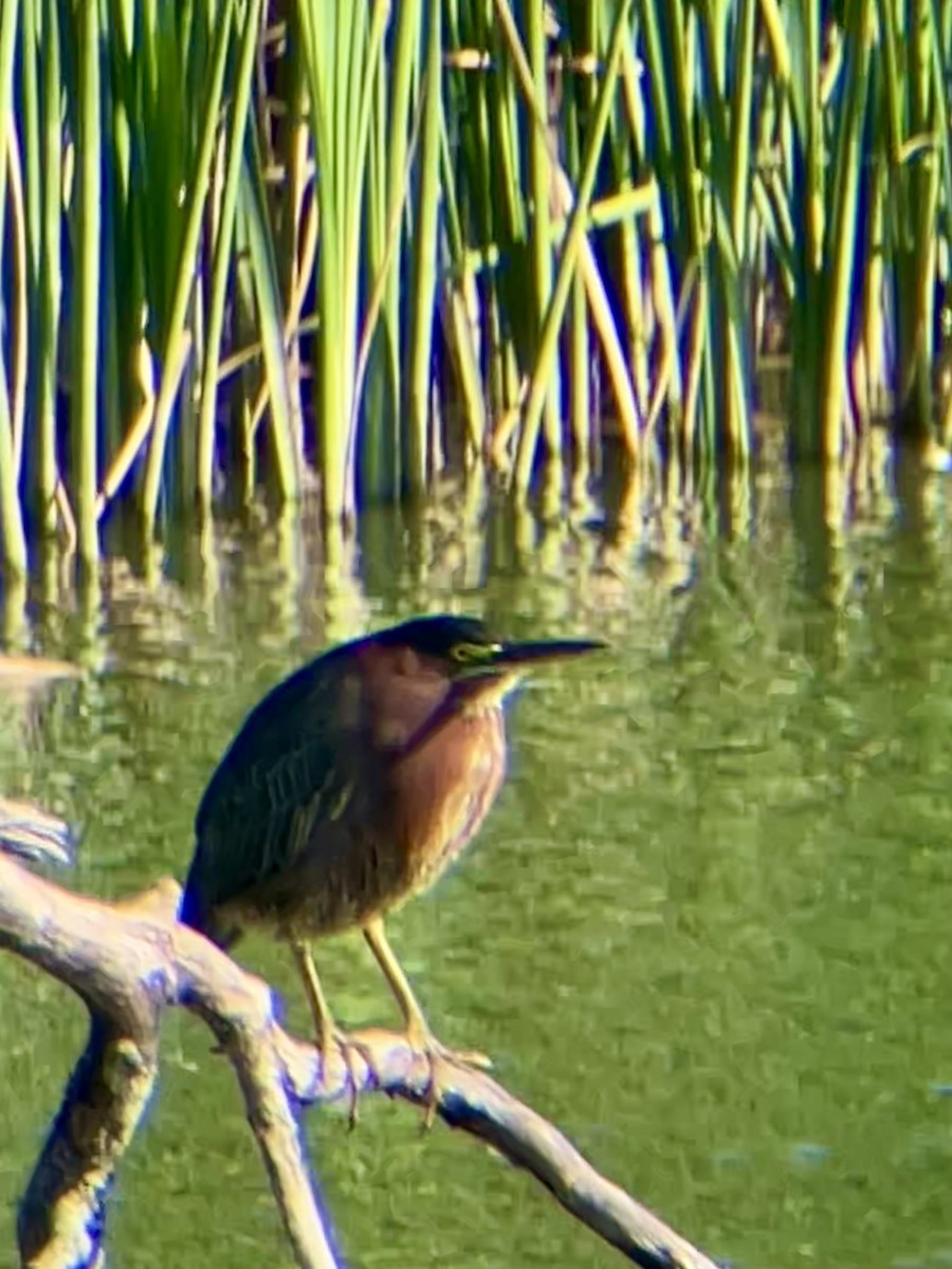 Green Heron - ML643362339