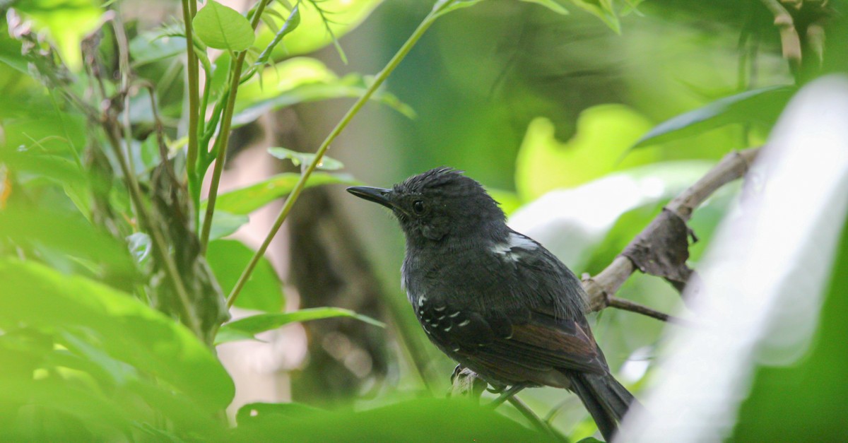 Dusky Antbird - ML643362353