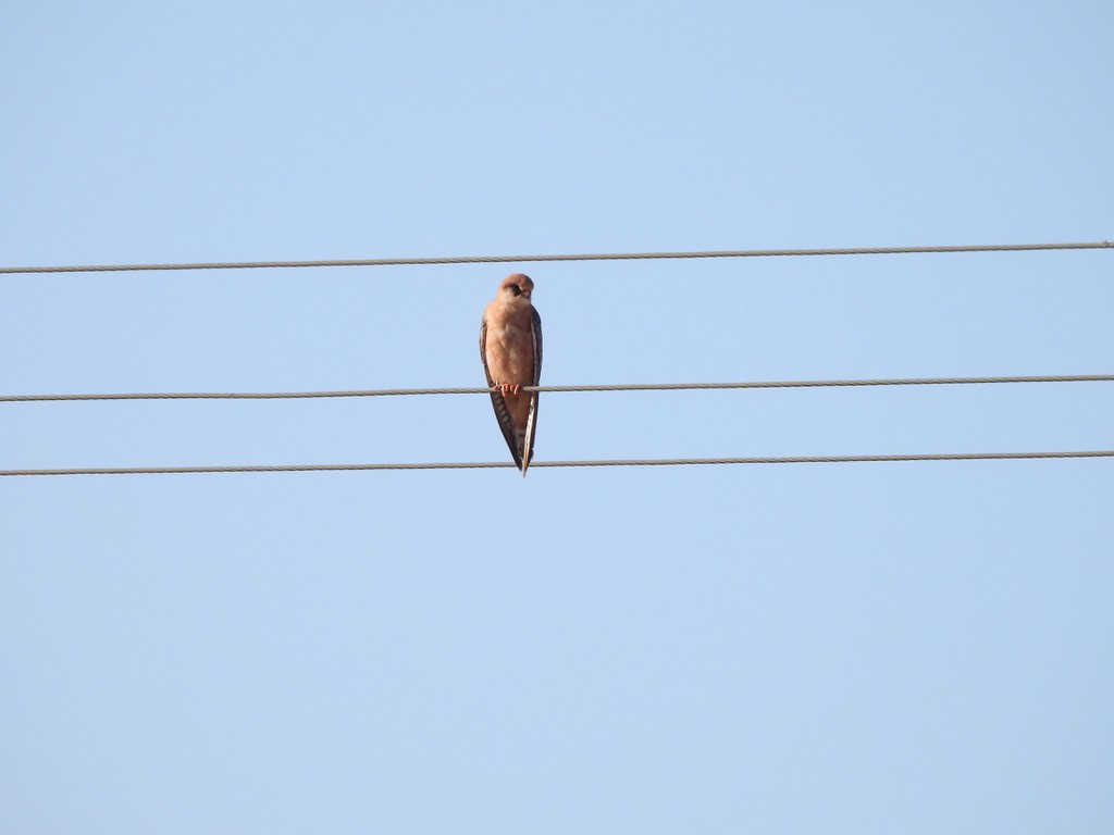 Falco cuculo - ML643362367