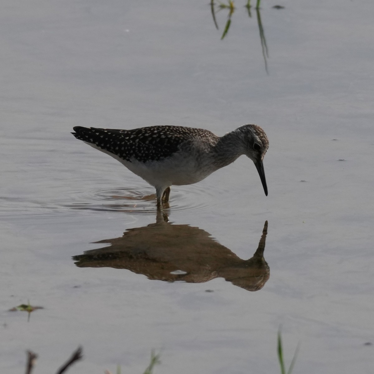 Шугуйн хөгчүү - ML643362394