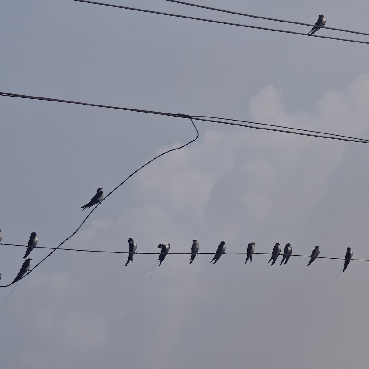 Wire-tailed Swallow - ML643362398