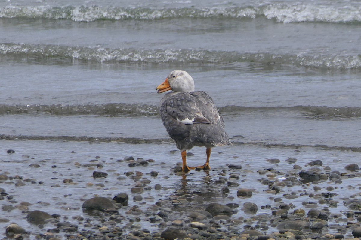 Flightless Steamer-Duck - ML643362405