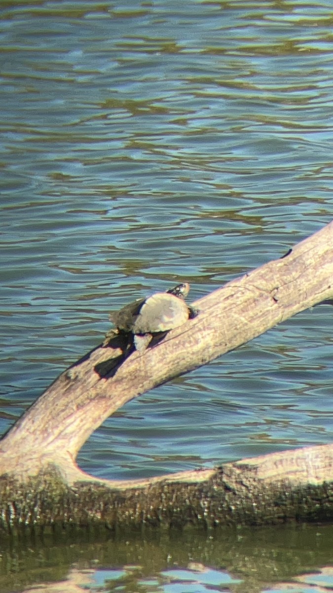 Northern Map Turtle - ML643362406