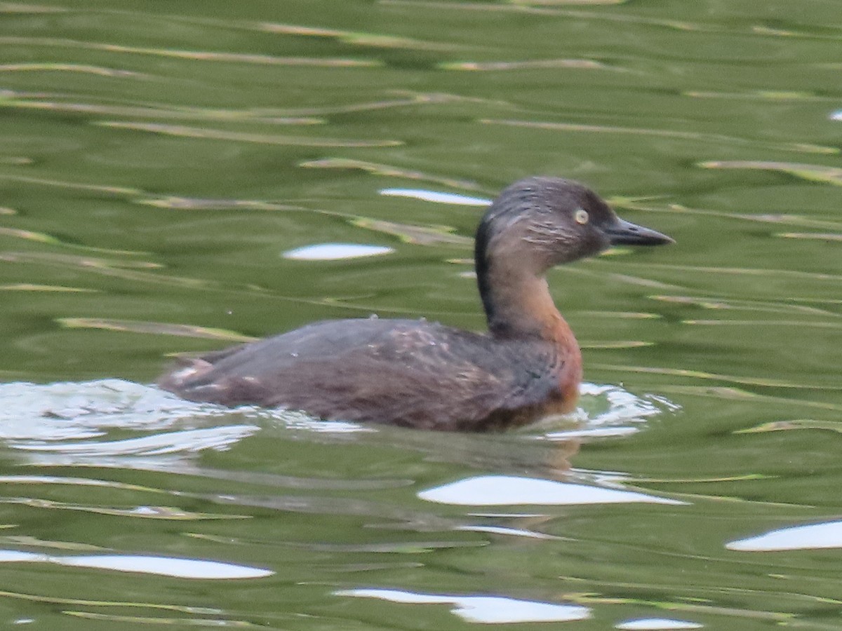 New Zealand Grebe - ML643362436