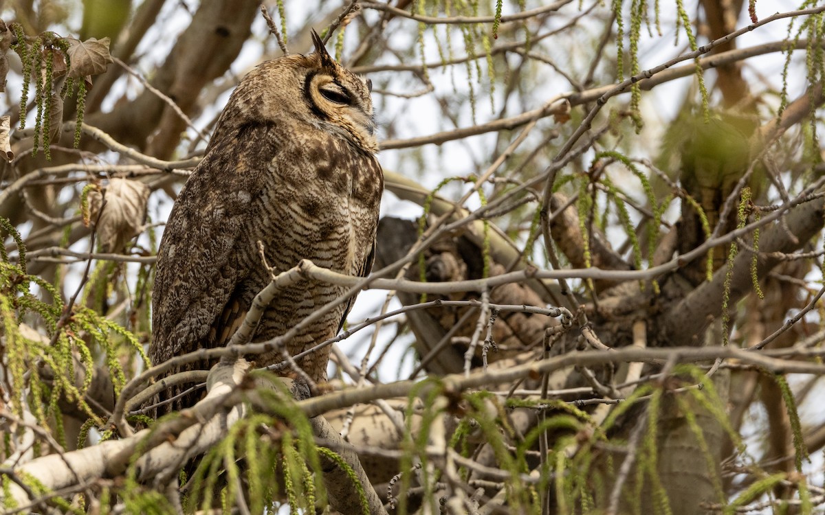 Lesser Horned Owl - ML643362447